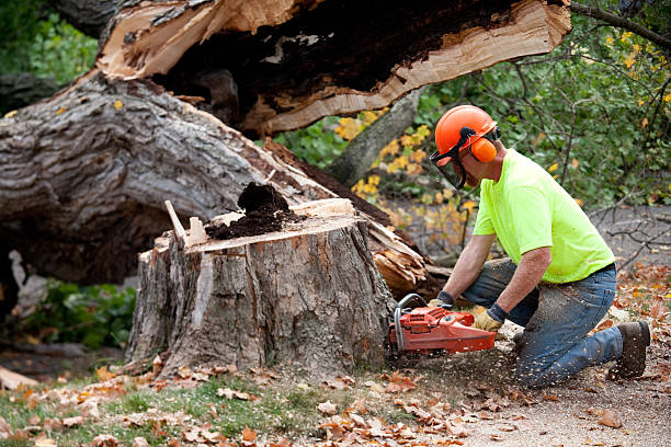 Emergency Storm Tree Removal